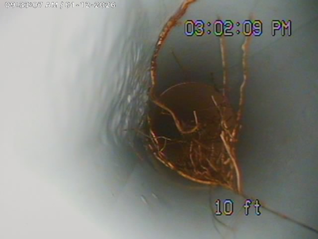 10 ft in — fine root hairs already establishing at a pipe joint. Caught early on camera, cleared before it becomes a full backup.