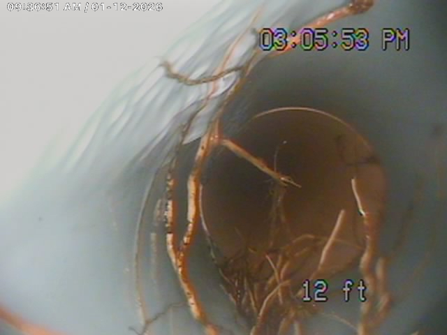 12 ft: a full curtain of roots hanging into the sewer line. This is what causes recurring 'my drain keeps backing up' calls. We remove them at the source.